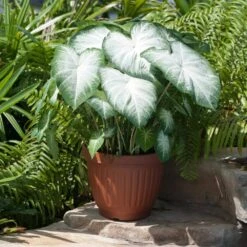 Aaron White Caladium Bulbs, Bare Roots (Bag Of 10) -J Parkers Garden Store garden state bulb flower bulbs ecs 83 10 01 31 1000