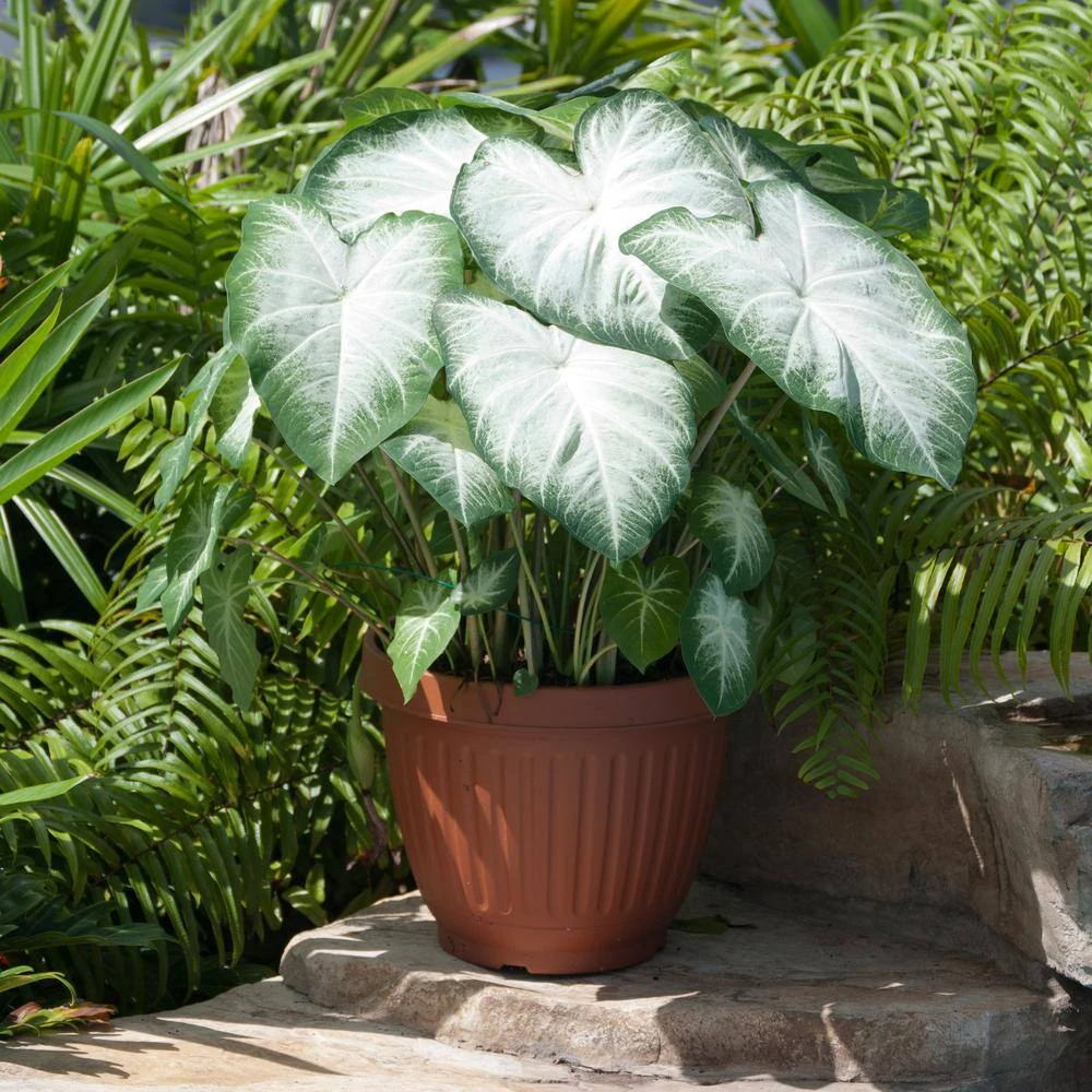 #2, Aaron White Caladium Bulbs, Bare Roots (Bag Of 20) 10 #2, Aaron White Caladium Bulbs, Bare Roots (Bag Of 20) - Image 8