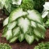 #2, Aaron White Caladium Bulbs, Bare Roots (Bag Of 20) -J Parkers Garden Store garden state bulb flower bulbs ecs 83 20 02 64 1000