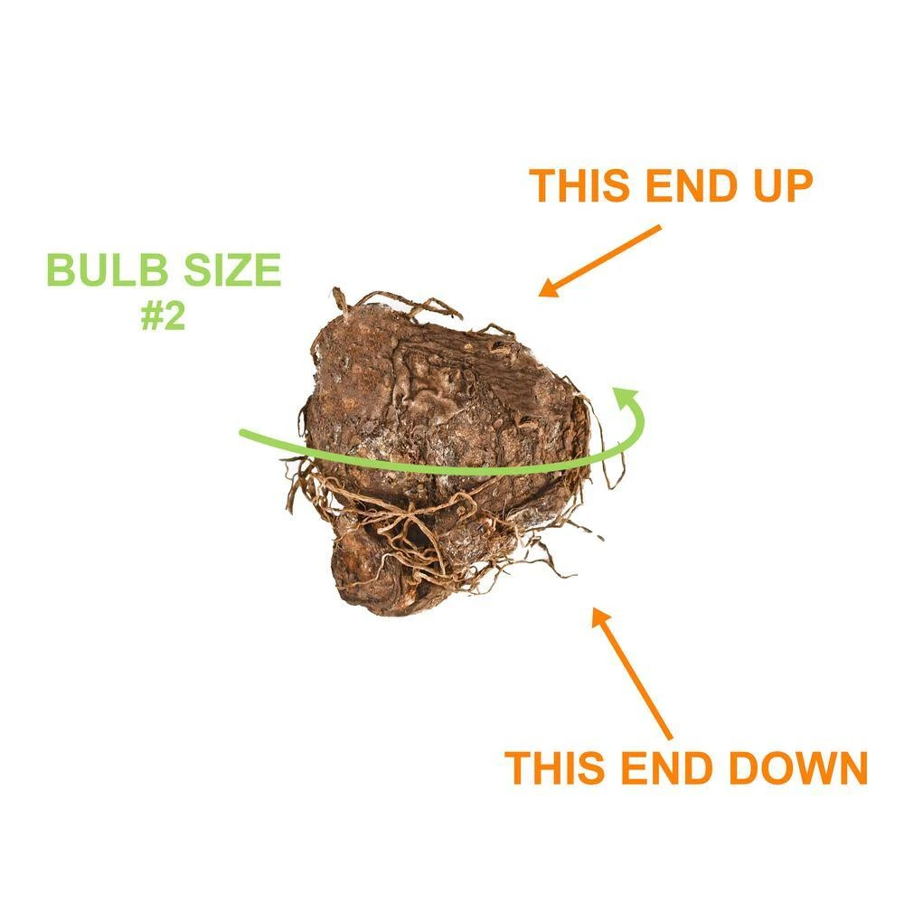 #2, Aaron White Caladium Bulbs, Bare Roots (Bag Of 40) 6 #2, Aaron White Caladium Bulbs, Bare Roots (Bag Of 40) - Image 4