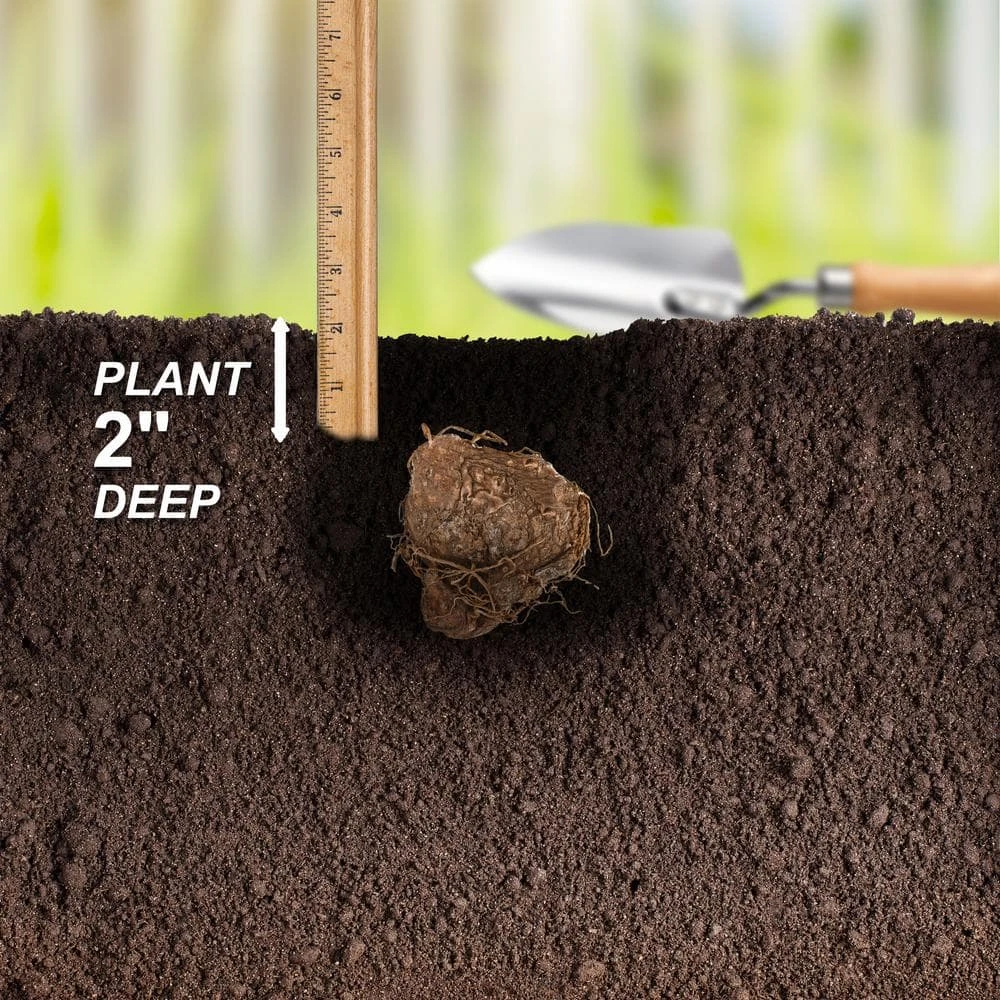 #2, Aaron White Caladium Bulbs, Bare Roots (Bag Of 40) 7 #2, Aaron White Caladium Bulbs, Bare Roots (Bag Of 40) - Image 5