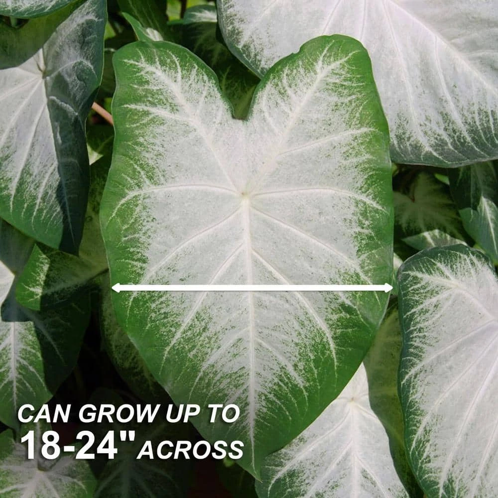 #2, Aaron White Caladium Bulbs, Bare Roots (Bag Of 40) 5 #2, Aaron White Caladium Bulbs, Bare Roots (Bag Of 40) - Image 3