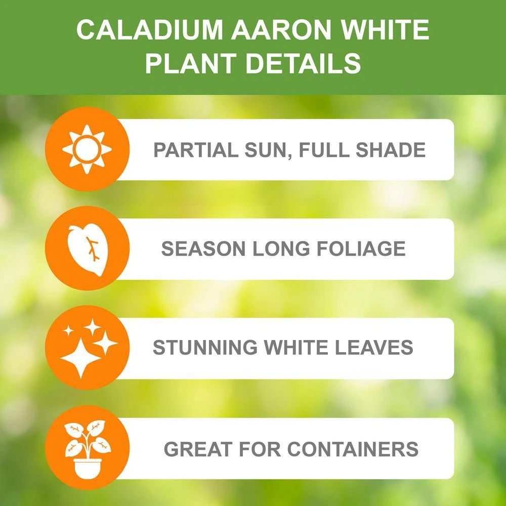 #2, Aaron White Caladium Bulbs, Bare Roots (Bag Of 40) 4 #2, Aaron White Caladium Bulbs, Bare Roots (Bag Of 40) - Image 2