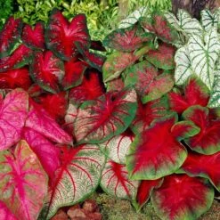 #2, Mixed Caladium Bulbs, Bare Roots (Bag Of 10)