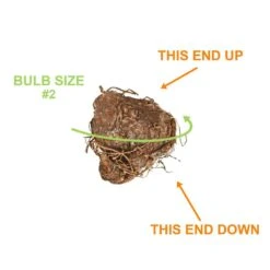 #2, Mixed Caladium Bulbs, Bare Roots (Bag Of 40) -J Parkers Garden Store garden state bulb flower bulbs ecs 84 40 04 1f 1000