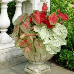 #2, Mixed Caladium Bulbs, Bare Roots (Bag Of 40) -J Parkers Garden Store garden state bulb flower bulbs ecs 84 40 04 31 1000
