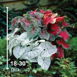 #2, Mixed Caladium Bulbs, Bare Roots (Bag Of 40) -J Parkers Garden Store garden state bulb flower bulbs ecs 84 40 04 4f 1000