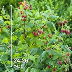 Raspberry Heritage 1 Year Live Bare Root Plant (Bag Of 1) -J Parkers Garden Store garden state bulb fruit plants ecs 15 01 01 44 1000