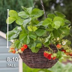 Strawberry Ozark Beauty Live Bare Root Crowns (Bag Of 10) -J Parkers Garden Store garden state bulb fruit plants ecs 16 10 01 44 1000