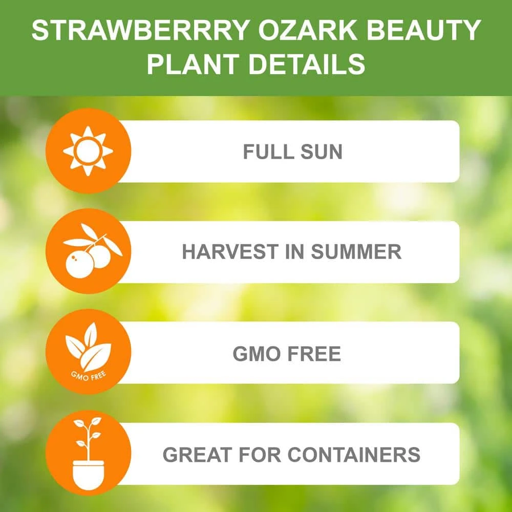 Strawberry Ozark Beauty, Live Bare Root (Bag Of 20) 6 Strawberry Ozark Beauty, Live Bare Root (Bag Of 20) - Image 4