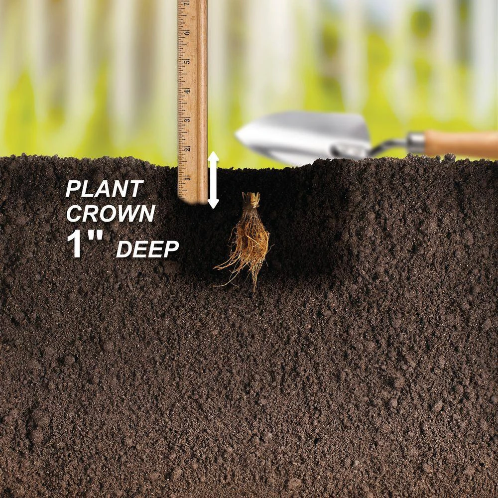 Strawberry Ozark Beauty, Live Bare Root (Bag Of 20) 8 Strawberry Ozark Beauty, Live Bare Root (Bag Of 20) - Image 6