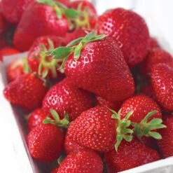 Strawberry Ozark Beauty, Live Bare Root (Bag Of 40) -J Parkers Garden Store garden state bulb fruit plants ecs 16 40 04 31 1000