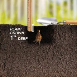 Strawberry Ozark Beauty, Live Bare Root (Bag Of 40) -J Parkers Garden Store garden state bulb fruit plants ecs 16 40 04 fa 1000