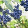 Blueberry Jersey, Live Bare Root Plant (Bag Of 1) -J Parkers Garden Store garden state bulb fruit plants ecs 17 01 01 64 1000