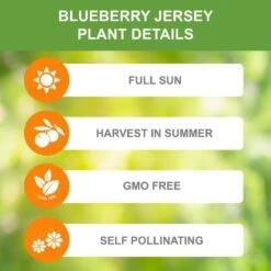 Blueberry Jersey, Live Bare Root Plant (Bag Of 2) -J Parkers Garden Store garden state bulb fruit plants ecs 17 02 02 1f 1000