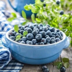 Blueberry Jersey, Live Bare Root Plant (Bag Of 2) -J Parkers Garden Store garden state bulb fruit plants ecs 17 02 02 31 1000