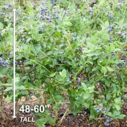 Blueberry Jersey, Live Bare Root Plant (Bag Of 2) -J Parkers Garden Store garden state bulb fruit plants ecs 17 02 02 44 1000