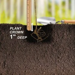 Blueberry Jersey, Live Bare Root Plant (Bag Of 2) -J Parkers Garden Store garden state bulb fruit plants ecs 17 02 02 fa 1000