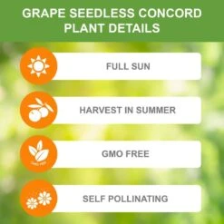 Grape Seedless Concord, Live Bare Root Plant (Bag Of 1) -J Parkers Garden Store garden state bulb fruit plants ecs 18 01 01 1f 1000