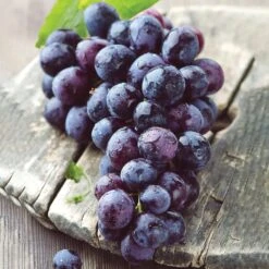 Grape Seedless Concord, Live Bare Root Plant (Bag Of 1) -J Parkers Garden Store garden state bulb fruit plants ecs 18 01 01 31 1000