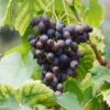 Grape Seedless Concord, Live Bare Root Plant (Bag Of 1) 2 Grape Seedless Concord, Live Bare Root Plant (Bag Of 1) -J Parkers Garden Store garden state bulb fruit plants ecs 18 01 01 64 1000