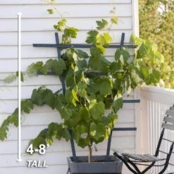 Grape Seedless Concord, Live Bare Root Plant (Bag Of 2) -J Parkers Garden Store garden state bulb fruit plants ecs 18 02 02 44 1000