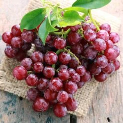 Red Seedless Suffolk Grape, Live Bare Root Plant (Bag Of 2) 16 Red Seedless Suffolk Grape, Live Bare Root Plant (Bag Of 2) -J Parkers Garden Store garden state bulb fruit plants ecs 19 02 02 31 1000