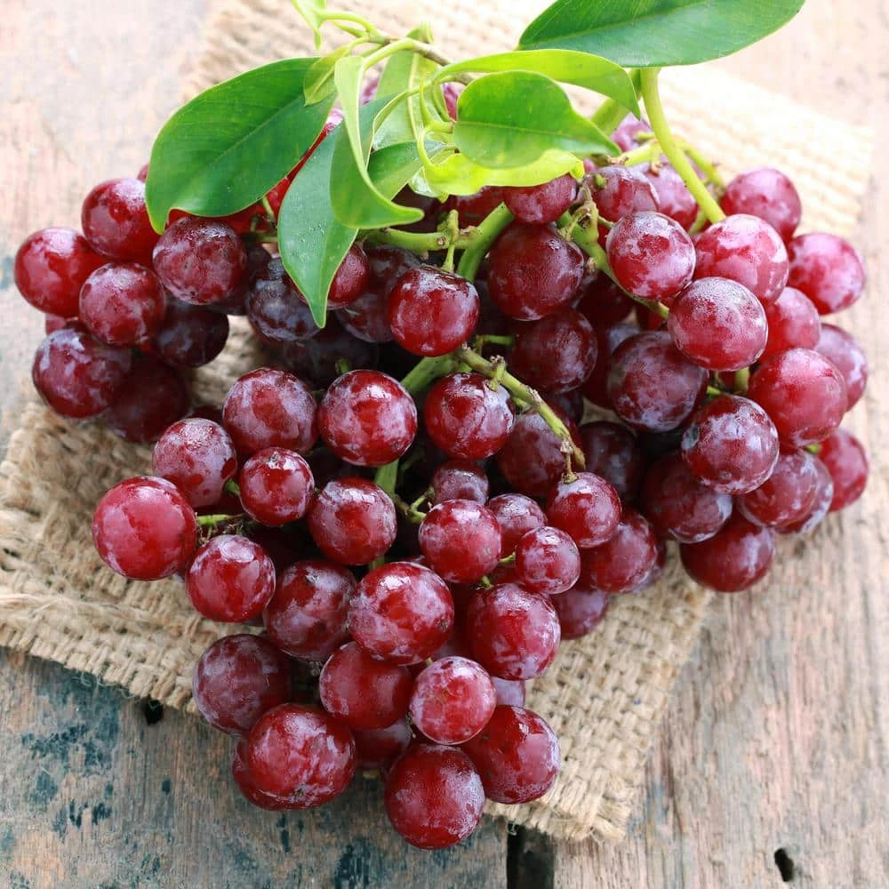 Red Seedless Suffolk Grape, Live Bare Root Plant (Bag Of 2) 9 Red Seedless Suffolk Grape, Live Bare Root Plant (Bag Of 2) - Image 8