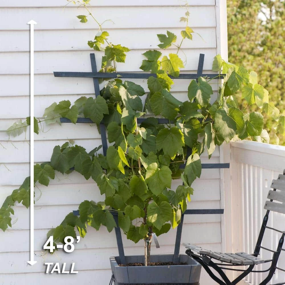 Red Seedless Suffolk Grape, Live Bare Root Plant (Bag Of 2) 6 Red Seedless Suffolk Grape, Live Bare Root Plant (Bag Of 2) - Image 5