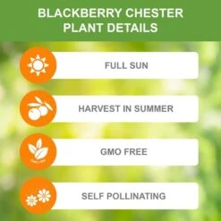 Blackberry Chester, Live Bare Root Plant (Bag Of 1) -J Parkers Garden Store garden state bulb fruit plants ecs 20 01 01 1f 1000