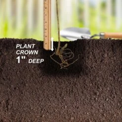 Blackberry Chester, Live Bare Root Plant (Bag Of 1) -J Parkers Garden Store garden state bulb fruit plants ecs 20 01 01 fa 1000