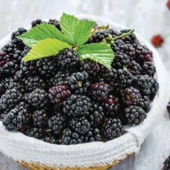 Blackberry Chester, Live Bare Root Plant (Bag Of 2) -J Parkers Garden Store garden state bulb fruit plants ecs 20 02 02 31 1000