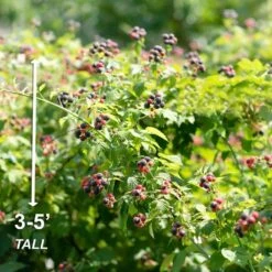 Blackberry Chester, Live Bare Root Plant (Bag Of 2) -J Parkers Garden Store garden state bulb fruit plants ecs 20 02 02 44 1000