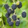 Blackberry Chester, Live Bare Root Plant (Bag Of 2) -J Parkers Garden Store garden state bulb fruit plants ecs 20 02 02 64 1000
