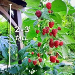1-Year, Brandywine Raspberry Plant, Live Bare Root, Non-GMO (Bag Of 1) 12 1-Year, Brandywine Raspberry Plant, Live Bare Root, Non-GMO (Bag Of 1) -J Parkers Garden Store garden state bulb fruit plants ecs 78 01 01 4f 1000