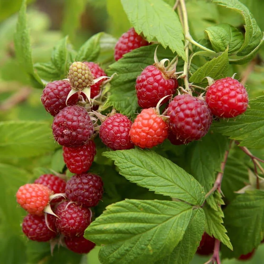 1-Year, Brandywine Raspberry Plant, Live Bare Root, Non-GMO (Bag Of 1) 3 1-Year, Brandywine Raspberry Plant, Live Bare Root, Non-GMO (Bag Of 1)