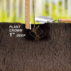 1-Year, Brandywine Raspberry Bare Roots, Non-GMO (Bag Of 2) -J Parkers Garden Store garden state bulb fruit plants ecs 78 02 02 44 1000