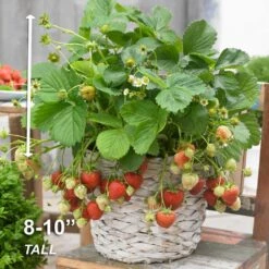 Tristar Everbearing Strawberry Bare Roots, Non-GMO (Bag Of 10) -J Parkers Garden Store garden state bulb fruit plants ecs 79 10 01 4f 1000