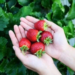 Tristar Everbearing Strawberry Bare Root Crowns, Non-GMO (Bag Of 20) -J Parkers Garden Store garden state bulb fruit plants ecs 79 20 02 31 1000
