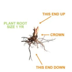 Tristar Everbearing Strawberry Bare Roots, Non-GMO (Bag Of 40) -J Parkers Garden Store garden state bulb fruit plants ecs 79 40 04 1f 1000