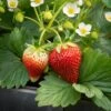 Tristar Everbearing Strawberry Bare Roots, Non-GMO (Bag Of 40) 2 Tristar Everbearing Strawberry Bare Roots, Non-GMO (Bag Of 40) -J Parkers Garden Store garden state bulb fruit plants ecs 79 40 04 64 1000