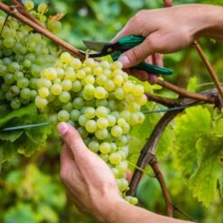 1-Year, Himrod Seedless Grape Bare Root, Non-GMO (Bag Of 1) -J Parkers Garden Store garden state bulb fruit plants ecs 80 01 01 31 1000