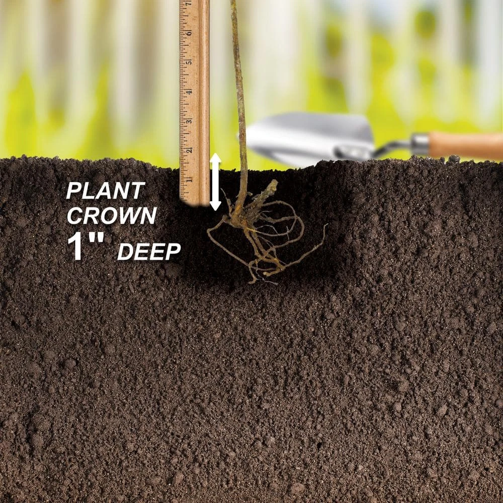 1-Year, Himrod Seedless Grape Bare Roots, Non-GMO (Bag Of 2) 7 1-Year, Himrod Seedless Grape Bare Roots, Non-GMO (Bag Of 2) - Image 5