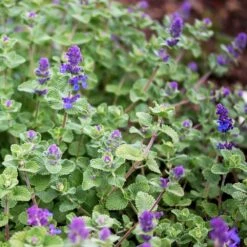 Catnip Herb Grow Kit With Mouse Toy (2-Pack) -J Parkers Garden Store garden state bulb hydroponic seed starters ech 18 02 01 1f 1000