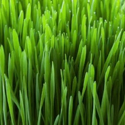 Cat Grass Herb Seed Grow Kit With Mouse Toy (2-Pack) -J Parkers Garden Store garden state bulb hydroponic seed starters ech 19 02 01 1f 1000