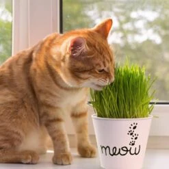 Cat Grass Herb Seed Grow Kit With Mouse Toy (2-Pack) -J Parkers Garden Store garden state bulb hydroponic seed starters ech 19 02 01 31 1000