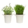 Herb Garden Kit With White Metal Planter (Cat Grass And Catnip) (2-Pack) -J Parkers Garden Store garden state bulb hydroponic seed starters ecs 34 cc 02 64 1000