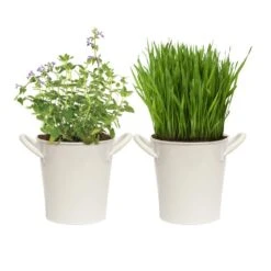 Herb Garden Kit With White Metal Planter (Cat Grass And Catnip) (2-Pack)