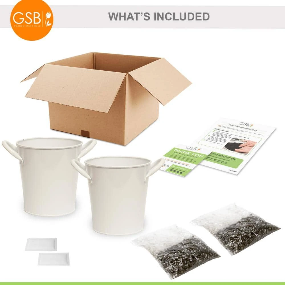 Herb Garden Kit With White Metal Planter (Cat Grass And Catnip) (2-Pack) 3 Herb Garden Kit With White Metal Planter (Cat Grass And Catnip) (2-Pack) - Image 2