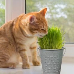 Herb Garden Kit With Aged Zinc Metal Planter (Cat Grass And Cat Nip) (2-Pack) -J Parkers Garden Store garden state bulb hydroponic seed starters ecs 44 cc 02 31 1000